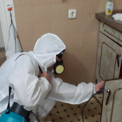 Дезинфекция от муравьев в квартире в Сураже
